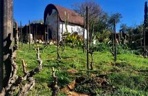 Wine Tasting Tour ONLY for Cruise Ship Visitors. ALL INCLUSIVE!
