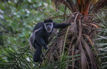 4 Days Chimpanzee Trekking in Uganda