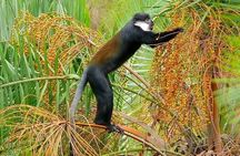4 Days Chimpanzee Trekking in Uganda