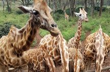 Nairobi city sights, Giraffe Encounters and Bomas Kenya Tour