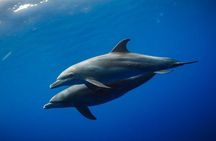 Mnemba Island Snorkeling and Swimming with Dolphin Full Day Trip