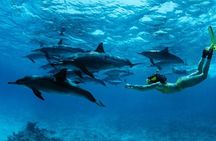 Mnemba Snorkeling, Dolphin and Baraka Natural Aquarium