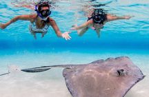 Cayman Adventure: Starfish Point, Stingray City and Coral Gardens