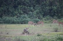  One Day Tour inside Chitwan National Park