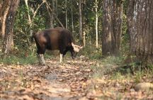 Day Walk(8-10h.) inside Chitwan National Park.