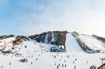 Vivaldi Park Winter Ski Resort with Nami Island Tour from Seoul