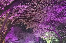 Full Day Tour In Jeju Island - East of Jeju (included admission)