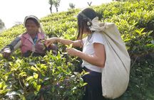 Explore the best of Ella. Hiking, waterfalls and cultural tour