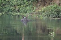 Day Walk(8-10h.) inside Chitwan National Park.
