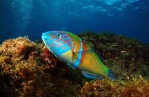 Beginner dive from Playa Chica with Instructor