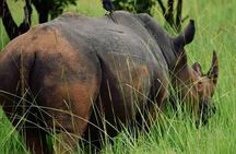 A Thrilling 1-Day Rhino Tracking Tour in Uganda