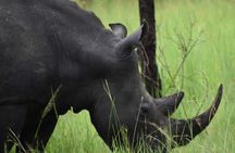 A Thrilling 1-Day Rhino Tracking Tour in Uganda