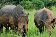 A Thrilling 1-Day Rhino Tracking Tour in Uganda