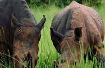 3-Day Ultimate Big Five Safari - Murchison Falls & Rhinos