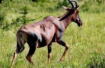 2-Day Wildlife Safari in Lake Mburo National Park