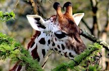 2-Day Wildlife Safari in Lake Mburo National Park