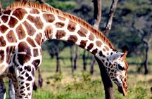 2-Day Wildlife Safari in Lake Mburo National Park