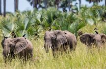 2 Day Guided Murchison Falls And Zziwa Rhino Trekking Safari