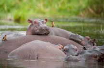 2 Day Guided Murchison Falls And Zziwa Rhino Trekking Safari