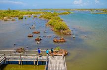 Private Buggy Tour and Punta Sur Park: All-Inclusive