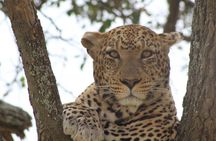  Big Five Luxury Safari in Tanzania