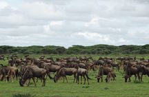 7 Days PRIVATE Best of Tanzania Safari *Departing everyday*