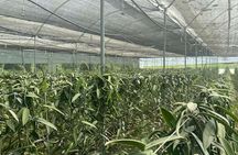 Full day at Hacienda cacaoymango and vanilla greenhouse.