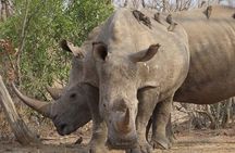 2 Day Pilanesberg Safari in 3 Star Lodge