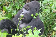 3 -Day Private Gorilla Trekking Safari in Bwindi Forest