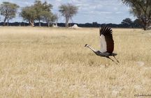 Full Day Birding Zambezi National Park Includes Picnic Lunch
