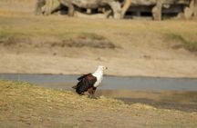 Full Day Birding Zambezi National Park Includes Picnic Lunch