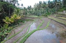 Full Day Mount Batur Sacred Monkey Forest Tour in Bali Island 
