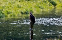 Alaska Native Cultural and Wildlife Adventure