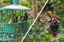 Adrena-Line Zipline Canopy Tour at Rainforest Adventures St. Lucia