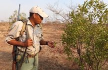 Zambezi National Park Walking Safari with Picnic Break Fast