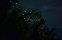 Fireflies & Silver leaf monkey Gazing tour