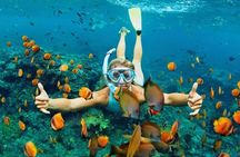 Cham Island Daily-Snorkeling(Optional:Pick up at Cua Dai Port)