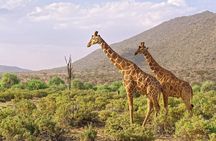 6-Day Private Tour in Samburu, Nakuru and Maasai Mara