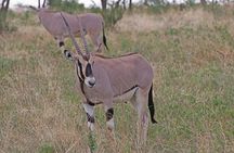 6-Day Private Tour in Samburu, Nakuru and Maasai Mara