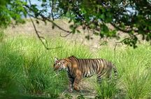 Ranthambore Day Trip from Jaipur with Jeep / Canter Safari
