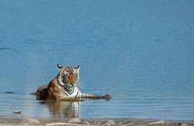 Ranthambore Day Trip from Jaipur with Jeep / Canter Safari