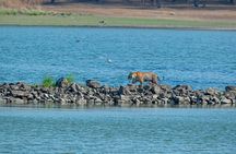 Ranthambore Day Trip from Jaipur with Jeep / Canter Safari