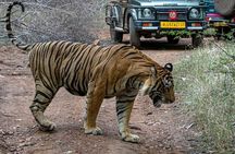 Ranthambore Tiger Safari Day Tour from Jaipur