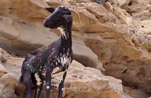 Fuerteventura: ALL Highlights North to South TOUR max 8 people