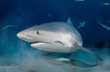 Scuba Diving in Playa del Carmen for Small Groups