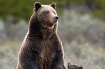 Private Two-Day Tour of Yellowstone National Park