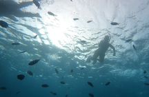Marine Ecology Snorkel from Electric Beach Oahu with Photos
