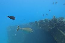 Marine Ecology Snorkel from Electric Beach Oahu with Photos