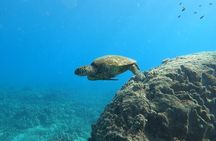Marine Ecology Snorkel from Electric Beach Oahu with Photos