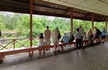 Full-Day Sepilok Orangutan and Sandakan City Trail from Kota Kinabalu